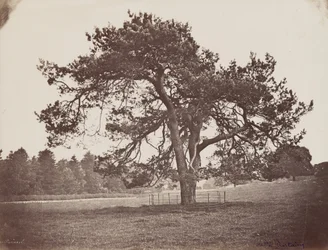 Hamilton Palace Park (Parasol Pine), c. 1858