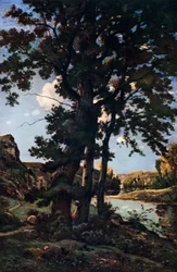 Oak trees in Chateaunenard, France