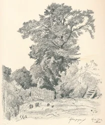 Study of Trees