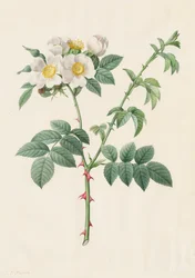 Brier Bush Rose or Dog Rose Rosa Leucantha