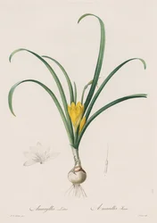 Les Liliacées: Amaryllis Lutes