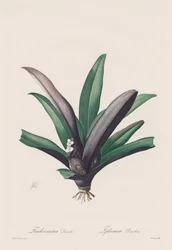 Les Liliacées: Tradescantia discolour