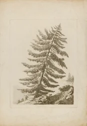 A Pine Tree