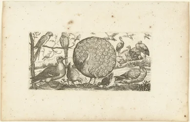 Eighteen birds (series title: Birds)