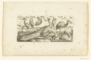 Nineteen Birds (Birds)