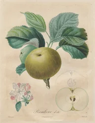 Treatise on Fruit Trees: Summer Rambour