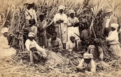 Sugar cane cutters, Jamaica