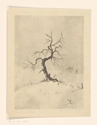Lonely Tree