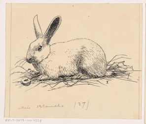 Rabbit