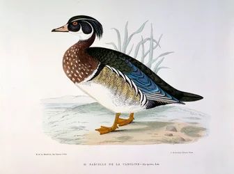 Representation of a Teal Duck of Caroline