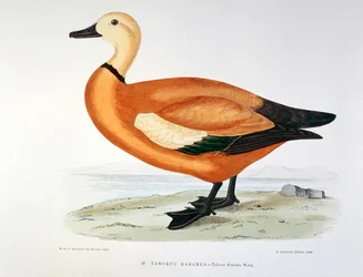 Representation of a duck tadorne kasarka. Plate by H. Blanchere