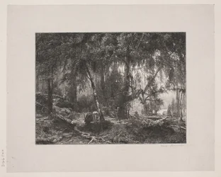 Forest Interior