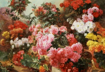 Multicolored Chrysanthemums