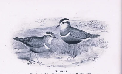 Dotterells, Nature in Britain