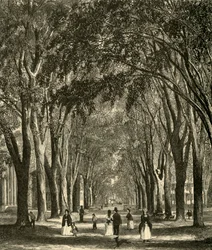 The New-Haven Elms, 1874