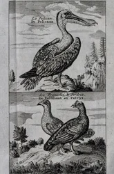 Pelican, Hazel Grouse and Partridge