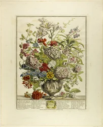 July, from Twelve Months of Flowers