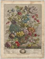 Twelve Months of Flowers: May, 1730