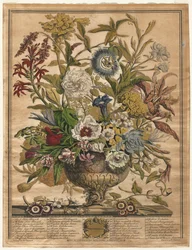 Twelve Months of Flowers: September, 1730
