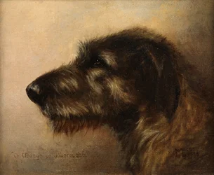 Champion Clodagh of Ouborough, an Irish Wolfhound