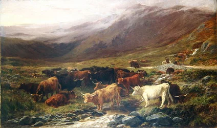 Cows in the Highlands