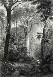 Scene in a Brazilian Forest, engraved by J. Bishop