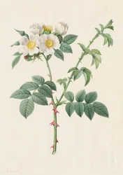 Brier Bush Rose or Dog Rose (Rosa Leucantha)