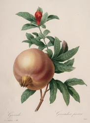 Choice of the Most Beautiful Flowers...Most Beautiful Fruits: Pomegranate