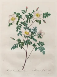 The Roses: Rosa Candolleana Elegans
