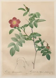 The Roses: Rosa alpina pendulina