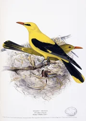 Golden Oriole