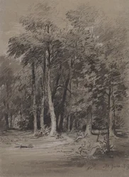 A Wooded Track