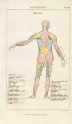 Musculature of the Human Body – Posterior View
