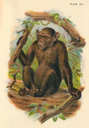 The Bald Chimpanzee, 1897