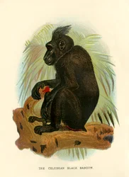 The Celebean Black Baboon, 1896
