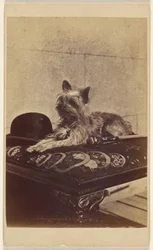 Dog Lying on Ottoman, Next to a Derby Hat and Walking Stick