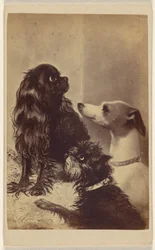 Floss, Daisy & Fairy; Dogs of Baroness McClifford