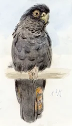 A Black Cockatoo, c.1890