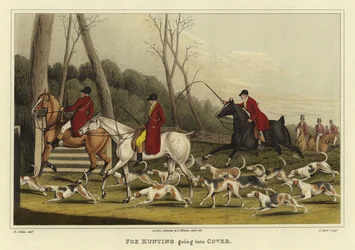 Fox Hunting Going into Cover