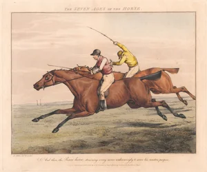 Set of Seven: The Seven Ages of the Horse
