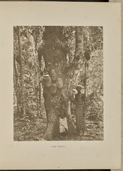 Jackfruit