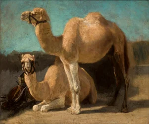 Two Camels