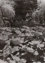 A Lotus-Pond