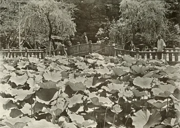 A Lotus Pond, 1910