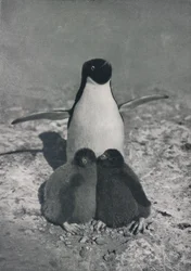 A Proud Mother, c. 1911