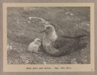 A Skua Gull with Their Chick