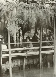 A Wisteria Arbour at Kameido