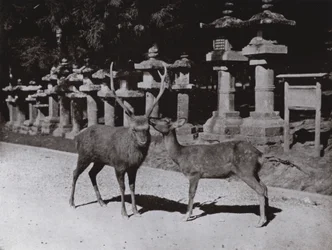 Deer, a Study at Nara