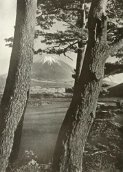 Fuji Through the Pines of Lake Motosu