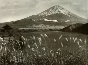 Fuji and the Kaia Grass